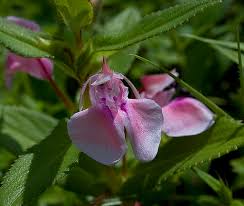 Image result for Impatiens psychadelphoides