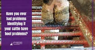 Image result for hoof disease chart for cow