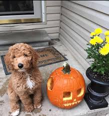 These labradoodle puppies are a designer mixed breed. Home Lizannes Labradoodles