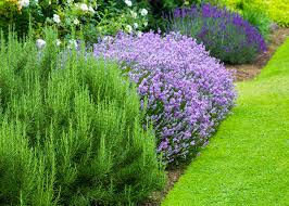 Gardens are only shown on the map if the user has opted to share their location. Gardening 101 Easiest Plants To Grow This Summer Better Homes And Gardens Real Estate Life