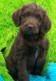 We did not find results for: Chocolate Labradoodle Puppies For Sale In Ohio Crazypurplemama