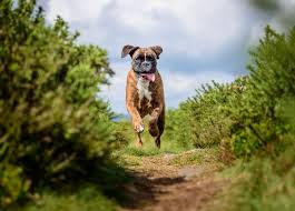 The boxer requires a lot of exercise, including long walks and playing in the yard. Boxer Dogs Loyal Trusting And Affectionate Once You Get Past The Drool Country Life