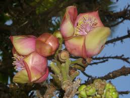 Image result for Lecythidaceae