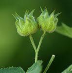 Image result for Abutilon englerianum