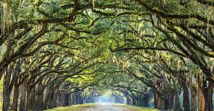 Flight route prices based on searches on cheapflights within the last 3 days, monthly prices based on aggregated there are no nonstop flights from boise to savannah, but cheapflights can provide you with all the information you need to find the fastest route. Cheap Flights From Luxembourg City To Savannah