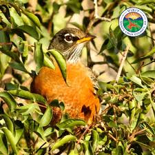 Yellow Birds Of Southern Arizona Serene Sunday Morning Walks Is Our Definition Of A Perfect Day Out In Nature Get Lost In Southernarizona And Let Yo Rio Rico A Perfect Day Hiking Trails