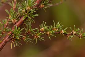 Image result for Cliffortia