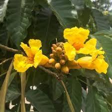 Image result for Markhamia lutea