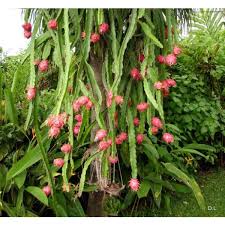 Dragon fruit cuttings dragonfruit cutting dragon fruit plant pitaya plant. Buy Dragon Fruit Seeds Rarexoticseeds