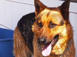 k9 kopek turu ve ozellikleri