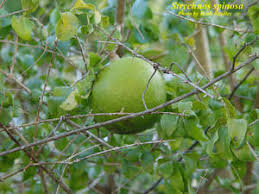 Image result for Strychnos innocua