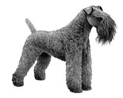 K9puppy.co.uk carries almost every breed; Kerry Blue Terrier Wisdom Panel German