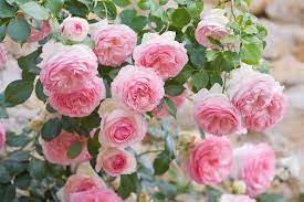 Voted the world's favorite rose by 41 rose societies in 2009. Rosa Eden Climbing Rose
