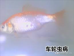 Search for text in self post contents. é‡'é­šçš„å‡ºè¡€ç—…å'Œè»Šè¼ªèŸ²ç—… Mpé ­æ¢