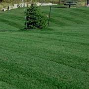 A kentucky bluegrass lawn in texas will be brown throughout summer and struggle to gain nutrients in short winter and spring growing seasons. Kentucky Bluegrass Seed Midnight Kentucky Bluegrass Lawn Seed