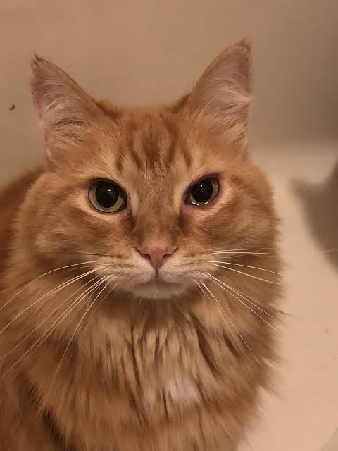 cat suddenly has a swollen eye :( please help : r/PetAdvice