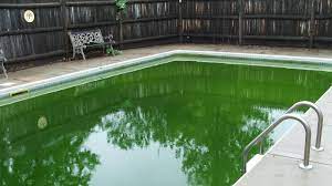Check spelling or type a new query. Why Do Pools Go Green Brady S Pool Spa