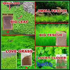 Ia melindungi hakisan dan memberikan permukaan untuk aktiviti luaran. Bibit Rumput Tanaman Aquascape Karpet Hias Dekorasi Aquarium Berkualitas Original Shopee Indonesia