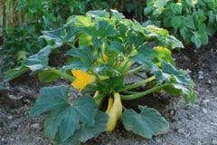 Maybe you would like to learn more about one of these? Growing The Popular Japanese Kabocha Squash Garden Eco