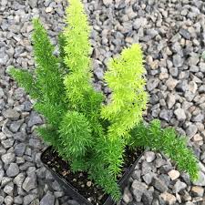 Check spelling or type a new query. Asparagus Meyeri Foxtail Fern 4 5 Pot Little Prince To Go