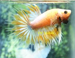 I need to decide on some good names for my bettas. Betta