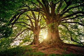Past progressive tense in english. Essay On Save Trees For Students And Children 500 Words Essay