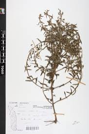 Image result for Nesaea erecta