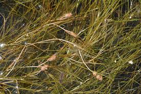 Image result for Stuckenia