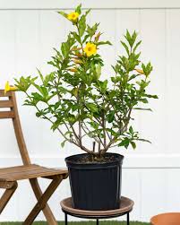 Image result for Allamanda