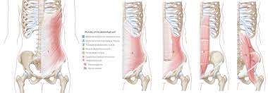 We did not find results for: Anterior Abdominal Wall Amboss