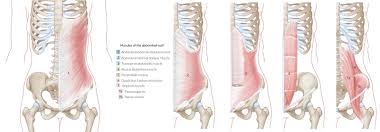 The abdominal wall can be divided into two separate anatomic parts, each of which functions differently. Anterior Abdominal Wall Amboss