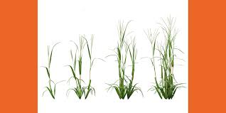 Image result for Digitaria brazzae