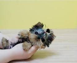 We collected up to 4 ads from hundreds of classified sites for you! Micro Teacup Puppies For Sale Cheap Zoe Fans Blog Micro Teacup Puppies Teacup Puppies Yorkie Puppy