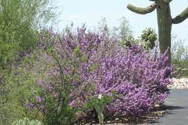 Thick, sturdy stems ensure better winter hardiness in zone 5 than other dwarf butterfly bush. Our Desert Is Cascading With Purple Flowering Bushes Tjs Garden