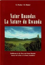 Image result for Disperis reklieberae