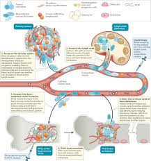 I purchased this book which is a testimonial fulled with claims that are ridiculous, unverifiable and overall frausdulent to claim. Novel Approaches To Target The Microenvironment Of Bone Metastasis Nature Reviews Clinical Oncology