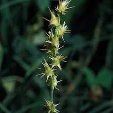 Image result for Cenchrus incertus