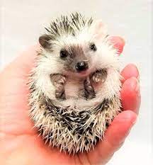 Maybe you would like to learn more about one of these? Hedgehogs For Sale Near Me