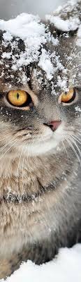 Leylak Adli Kullanicinin Yavru Kediler Katzchen Panosundaki Pin Gatos Kedi Yavru Kediler
