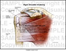 Supraspinatus, infraspinatus, ters minor,.et), using interactive animations and labeled diagrams. Medivisuals Right Shoulder Anatomy Medical Illustration
