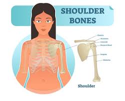 Various types of injuries and degenerative conditions can cause the shoulder to become painful. Labeled Human Shoulder Bone Anatomical Vector Illustration Diagram Poster Medical Health Care Information Royalty Free Cliparts Vectors And Stock Illustration Image 100669147
