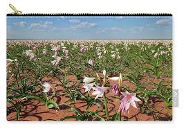 Image result for Crinum paludosum
