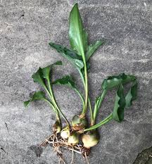 Image result for Lobelia petiolata