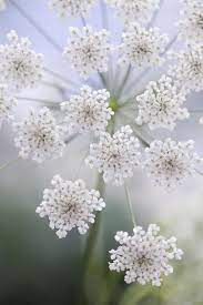 Ammi Majus Flower Meaning Best Flower Wallpaper