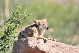 Let us know in the comments below, we'd. How To Get Rid Of Coyotes Wildliferemoval Com