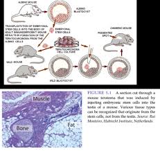 Doctors can often recognize benign problems by simple criteria. Stem Cell 4 5 6 Flashcards Quizlet