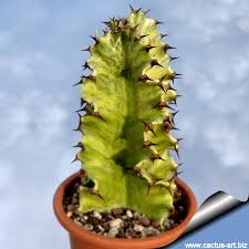 15,451 green cactus products are offered for sale by suppliers on alibaba.com, of which artificial plant accounts for 12%, aquatic plants accounts for 2%, and bonsai accounts for 1%. Euphorbia Erythraea Forma Variegata