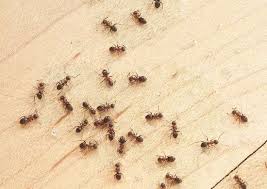 Maybe you would like to learn more about one of these? 10 Bugs That Are Living In Your House And How To Get Them Out Bob Vila