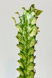 Image result for Euphorbia ugandensis