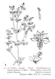 Image result for Vahlia